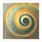 Spiral Sea Shell Wall Decor